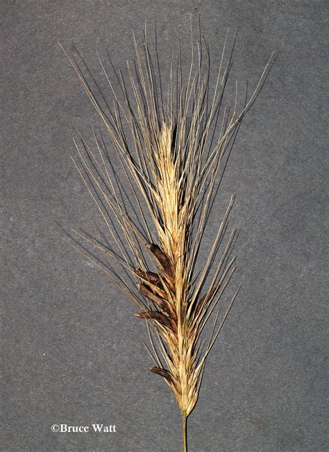 Rye - Ergot - Cooperative Extension: Insect Pests, Ticks and Plant ...