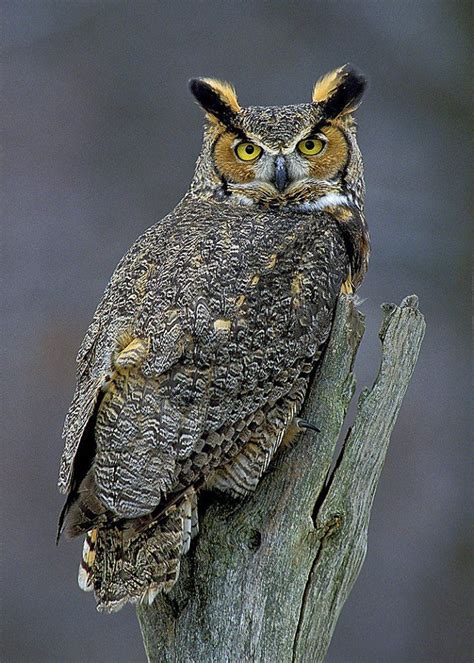 A brilliant image of this Great Horned Owl in Michigan, USA by Greg ...