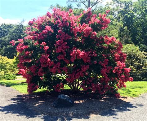 Tonto Crape Myrtle Tree for Sale - Buying & Growing Guide - Trees.com