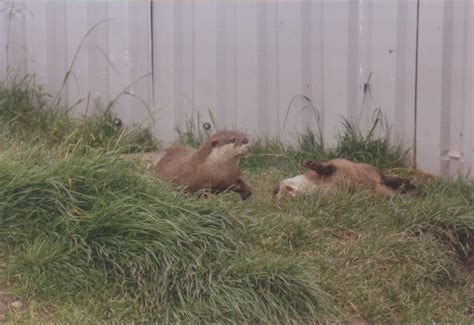 Some irish wildlife Park: 2001 - ZooChat