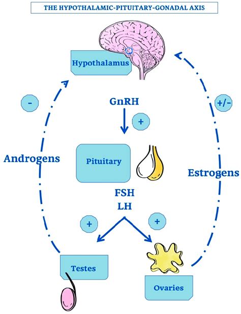 Hypothalamus And Pituitary Gland Axis