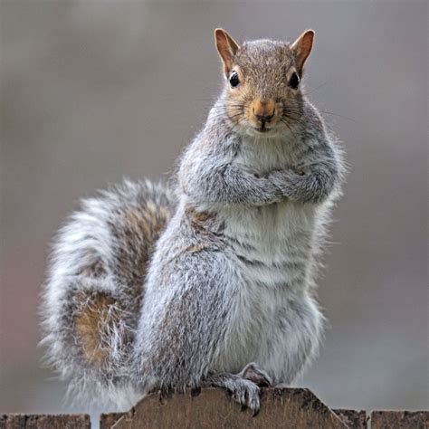 Eastern gray squirrel 34 by EasternGraySquirrel on deviantART | Eastern ...