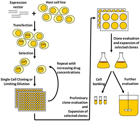 Large Scale Production Of Animal Cell Culture Pdf - Pdf Reactor Design For Large Scale ...