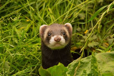 Ferret Care Tips: How To Enhance Your Ferret’s Life | The Puppy Place