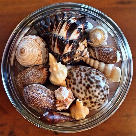 Images Gratuites : aliments, produire, coquille, Coquillage, des pierres, Pierres de mer, sable ...