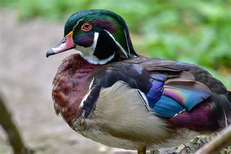 Wood Duck | The Maryland Zoo