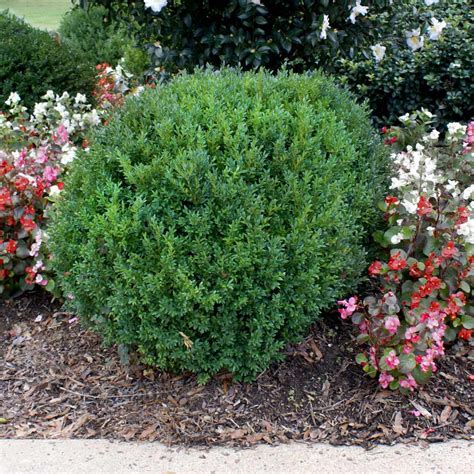 Compacta Holly Shrubs for Sale | BrighterBlooms.com