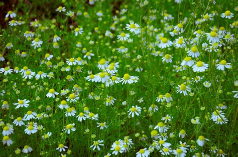 German Chamomile (Matricaria recutita) — UIC Heritage Garden