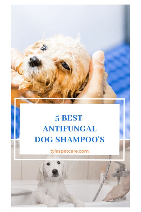 Diy Anti Fungal Dog Shampoo at davidlhanseno blog