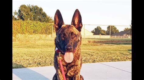 Ayzia Dutch Shepherd Malinois Mix - YouTube