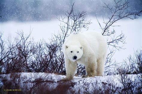 http://images.fineartamerica.com/images-medium-large/polar-bear-in-the ...