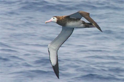 AA Bird Photography/albatrosses/ANTIPODEAN ALBATROSS