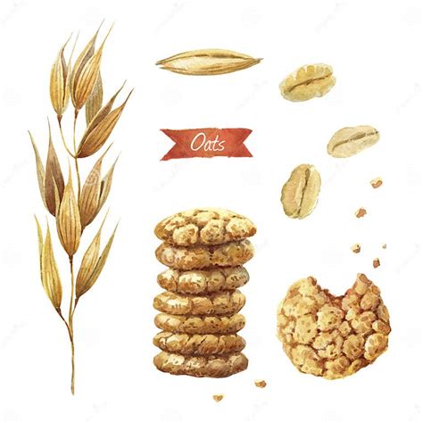 Oat Plant, Seeds, Flakes and Cookies Watercolor Illustration Stock Illustration - Illustration ...