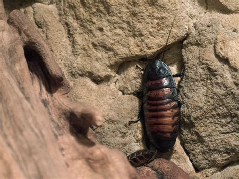 Madagascar Hissing Cockroach | Copyright-free photo (by M. Vorel) | LibreShot