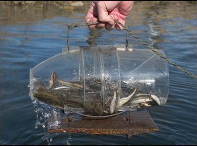 How to Bait a Saltwater Minnow Trap