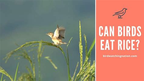 Can Birds Eat Rice? The Surprising Truth Behind This Common Feeding Question - Birdwatching Nation