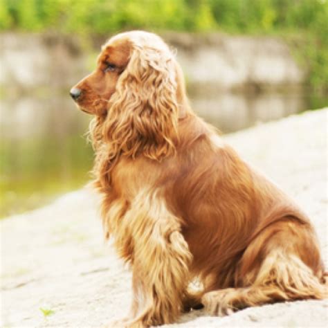 English Cocker Spaniel grooming, bathing and care | Espree