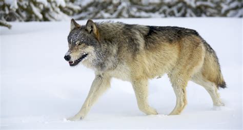 8 Incredible Wolf Facts Everyone Should Know