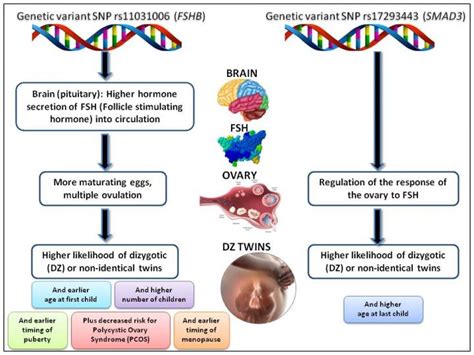 Why fraternal twins run in families | EurekAlert!