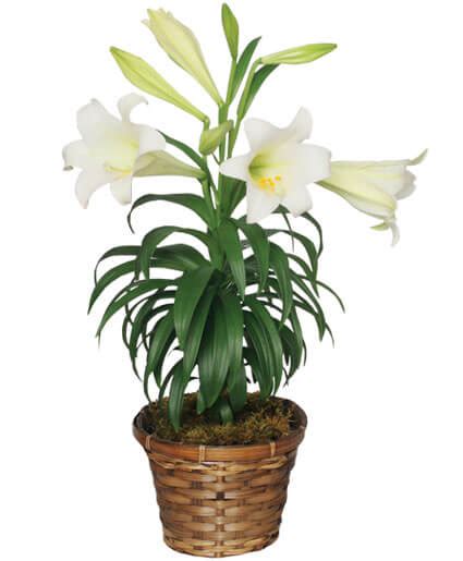 Traditional Easter Lily Flowering Easter Plant | All House Plants ...