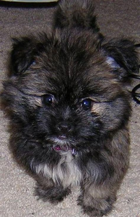 Shih Tzu Pomeranian Puppies For Sale Near Me - Pets Lovers