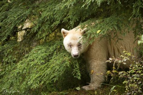 These beautiful photos of BC's Kermode bears are now award winning | News