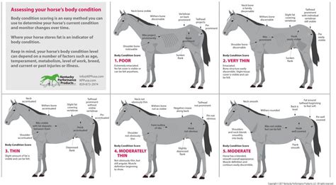 How to Evaluate Your Horse’s Weight - KPP