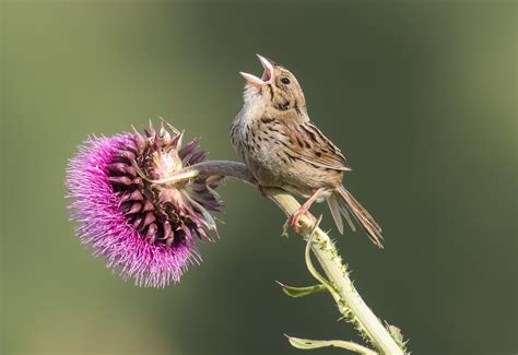 State of U.S. Grassland Birds: Still Declining | Audubon