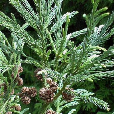 Cryptomeria japonica