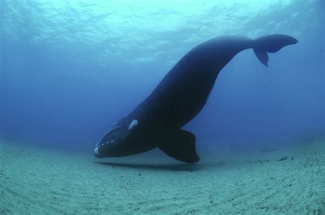 La ballena franca austral vuelve a visitar regularmente Nueva Zelanda ...