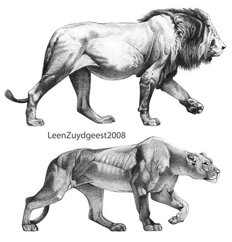 African lion and lioness by LeenZuydgeest on DeviantArt Big Cats Art ...