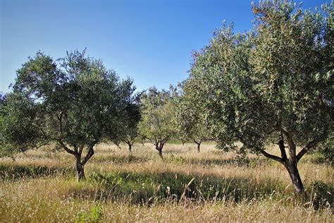 Albero di ulivo: sceglierlo, coltivarlo, curarlo