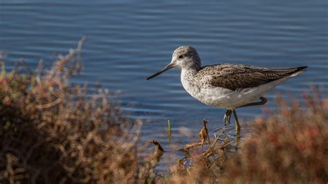 Common Greenshank | Audubon Field Guide