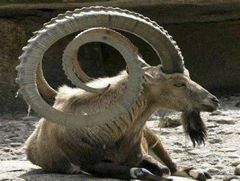 The ibex is a type of wild goat with two large horns. The horns are so ...