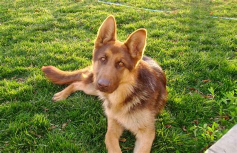 Liver Colored German Shepherd - Allgshepherds