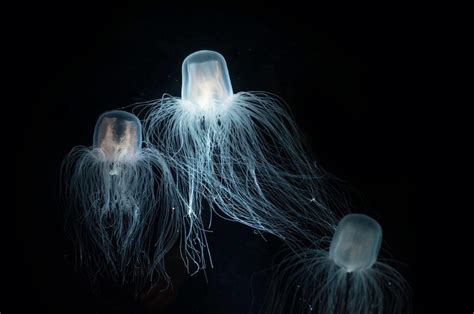 What Is the Deadliest Jellyfish?