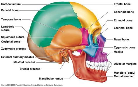 Resultado de imagen de cavidad craneal huesos | Anatomy bones, Human skull anatomy, Human ...