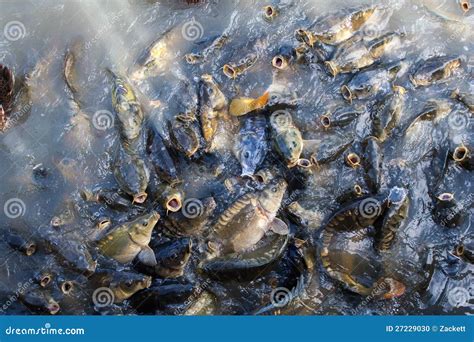 Fish Frenzy stock photo. Image of fish, marine, river - 27229030