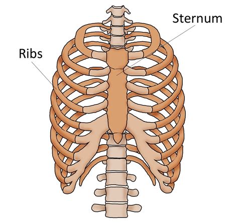 Sternum Pain (Breast Bone Pain) | Current Health Advice, Health Blog Articles and Tips