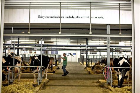 Arethusa Farm Dairy Started With Manolo Blahniks and Took Off - The New York Times