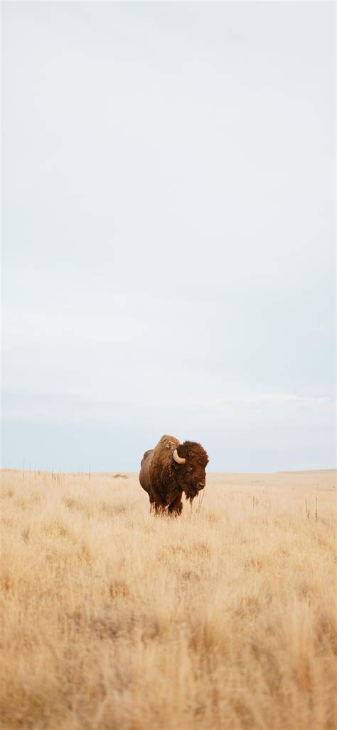 Bison Android Wallpapers - Wallpaper Cave