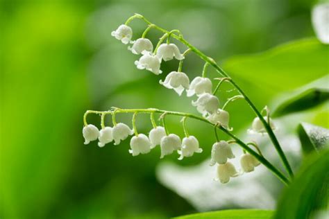 Lily Of The Valley Meaning And Symbolism