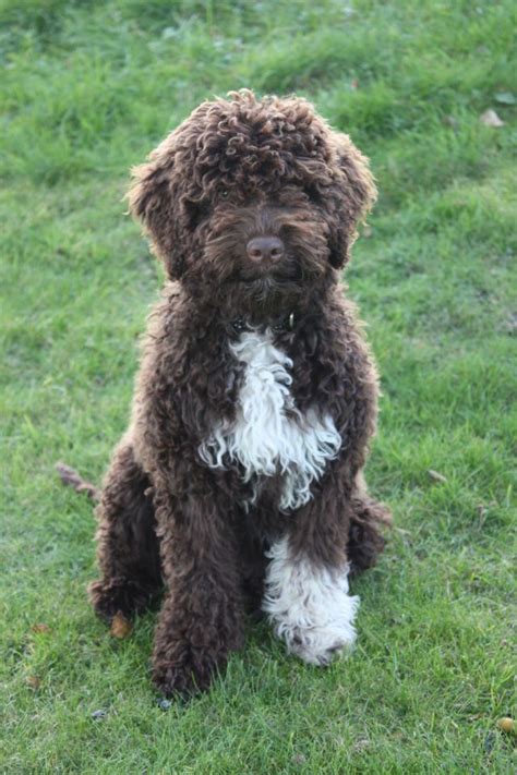 Lagotto Romagnolo - Temperament, Lifespan, Shedding, Puppy