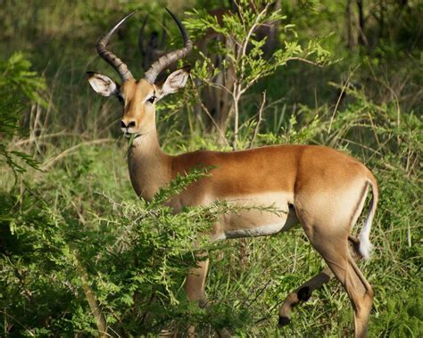 Mammal Brown Antelope Eating Grass Antelope Image Free Photo