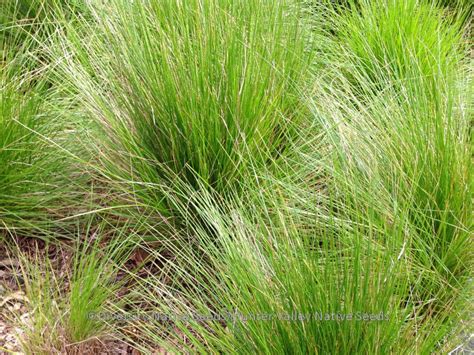 Poa labillardieri. tussock grass - Diversity Native Seeds