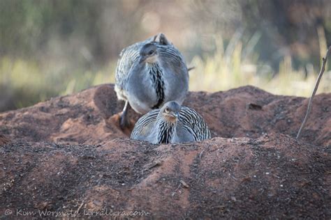 Malleefowl at Scotia « lirralirra