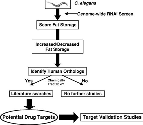 2. Systematic RNAi knockdown in C. elegans. Scheme used for systematic ...