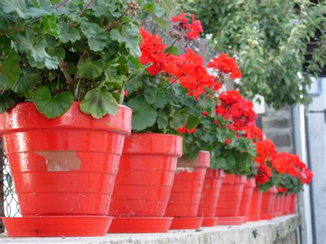 How to Winterize Geranium | Garden Guides