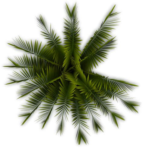 Palm - Palm Tree Top View Png - Free Transparent PNG Download - PNGkey