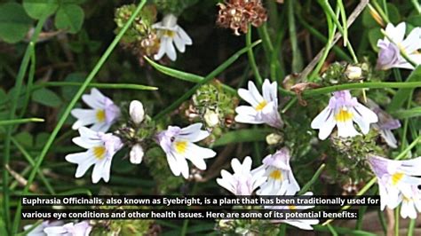 Euphrasia Officinalis Benefits PART 1 - video Dailymotion